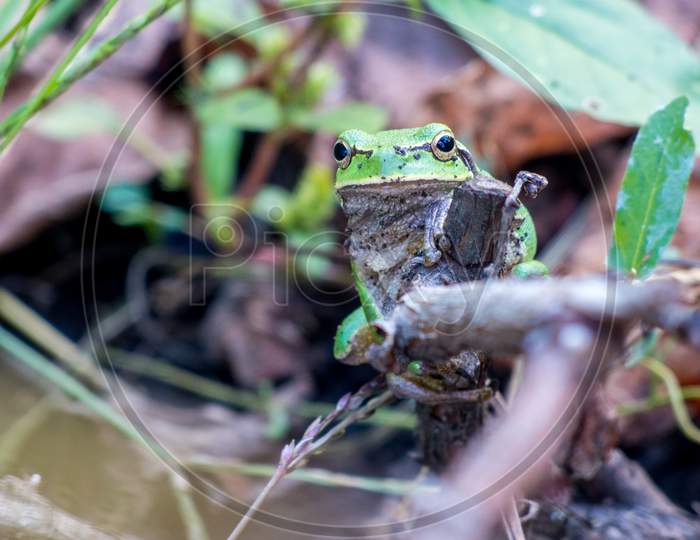 small green frog hidden on a vine leaf