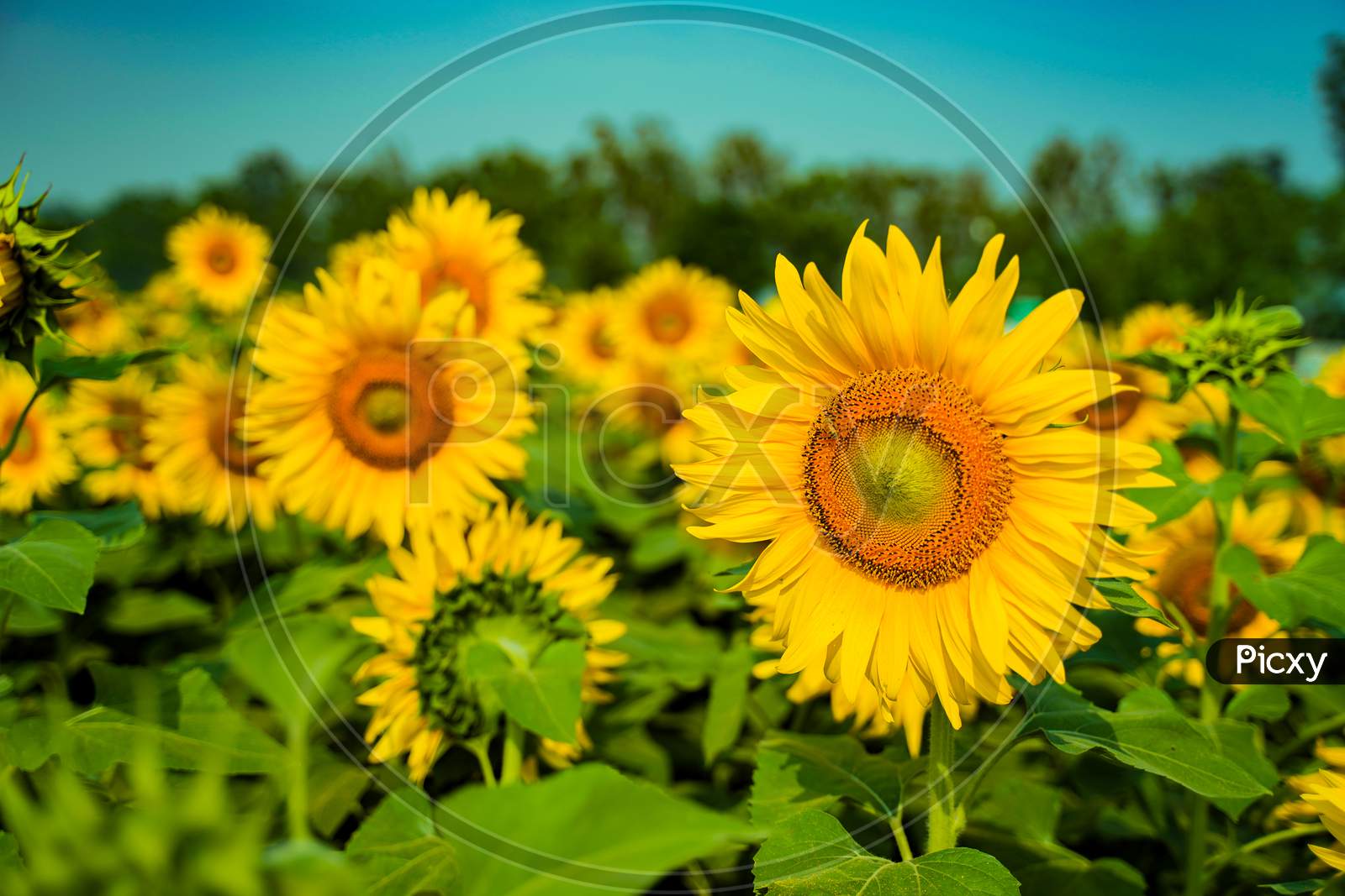 sunflowers in a field with sky