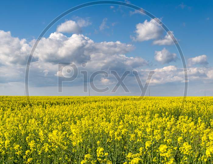 blossom colza field and clouds on blue sky