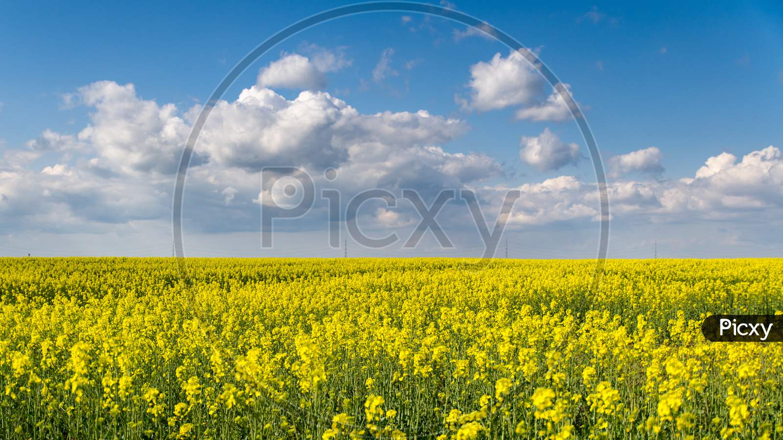 blossom colza field and clouds on blue sky