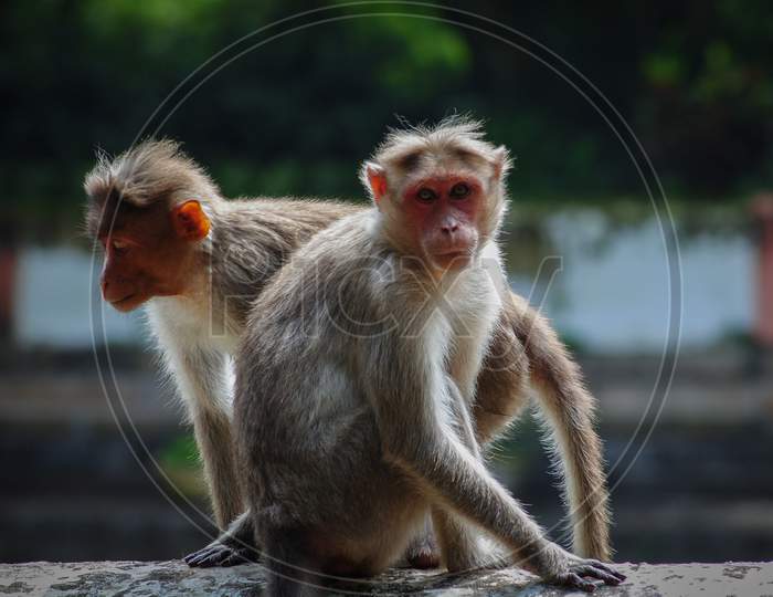 Closeup of two rhesus monkeys sitting on a wall on an overcast day
