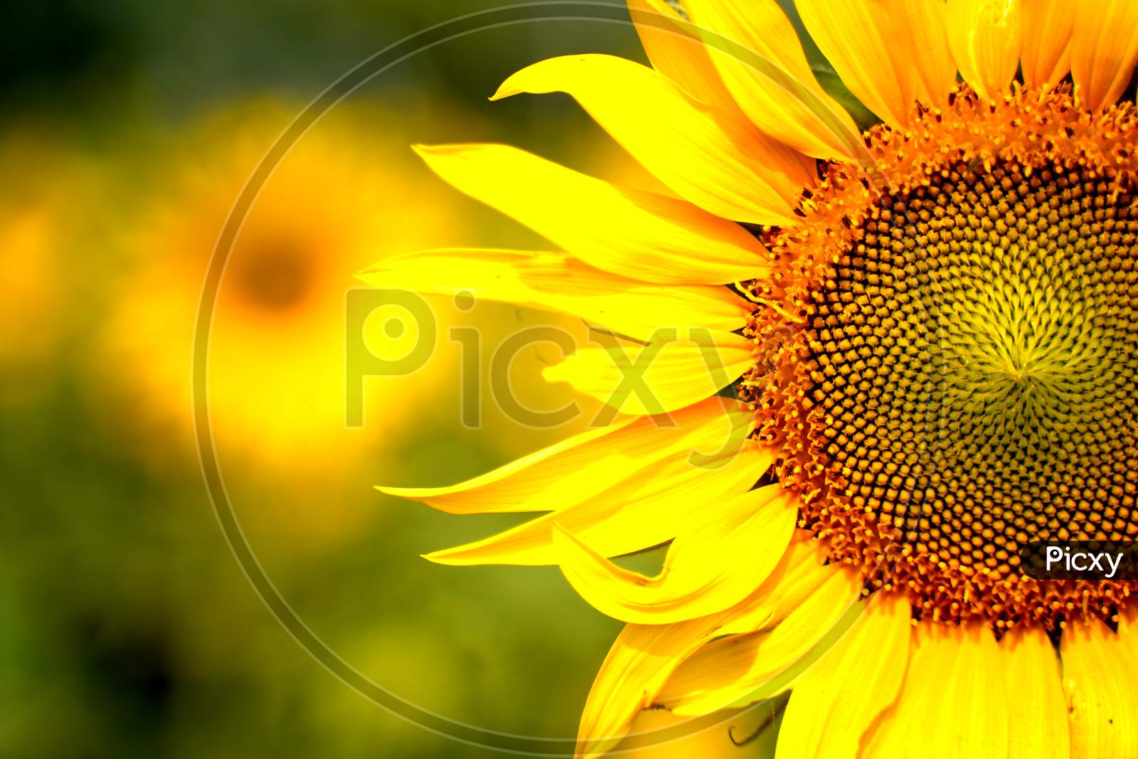 sunflower in a field with sky