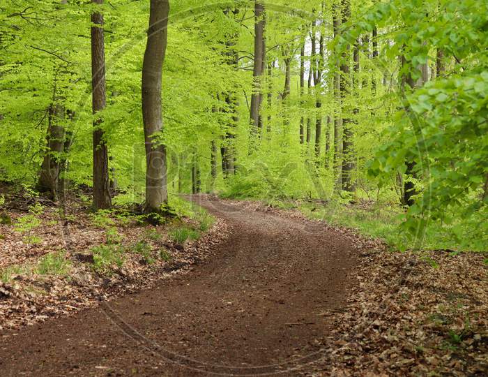 Bright Green Tree Leaves Along A Path In The Palatinate Forest Of Germany.
