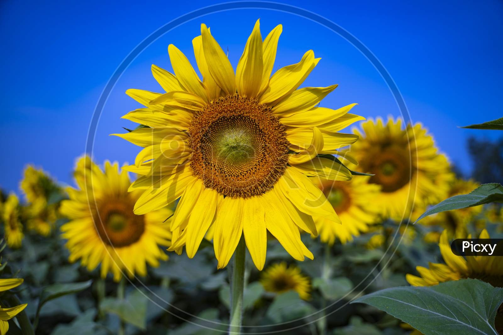 sunflower in a field with sky