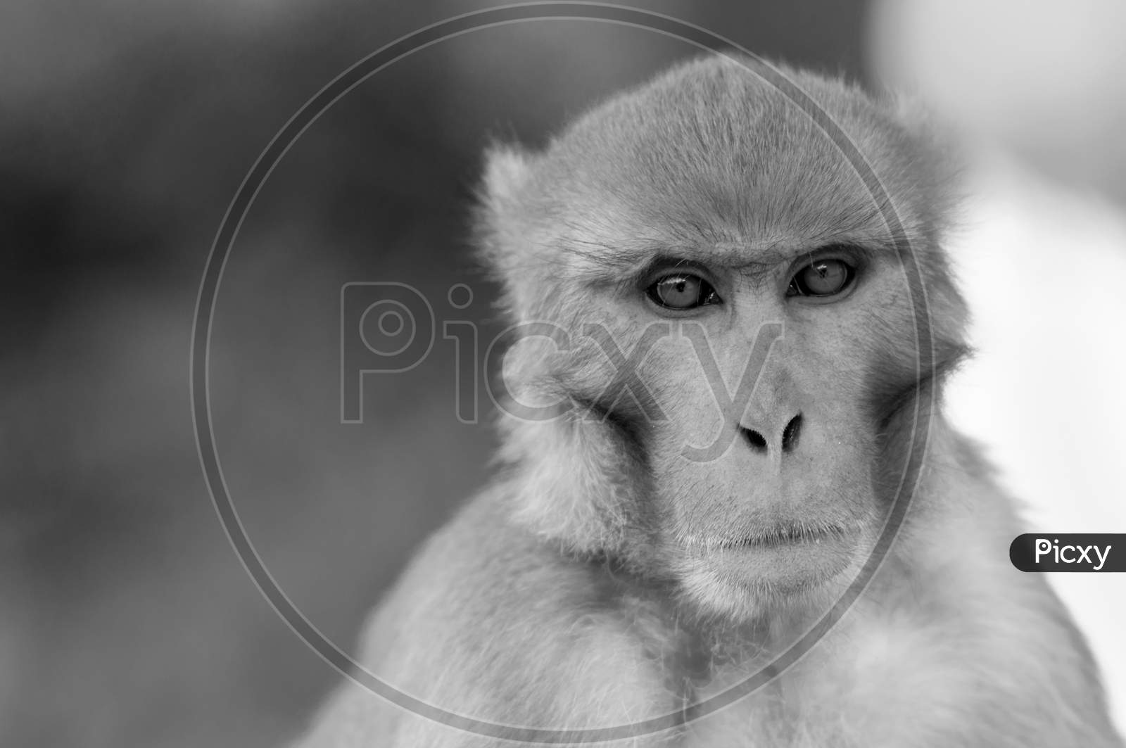 Portrait Of A Monkey, Processed In Monochrome