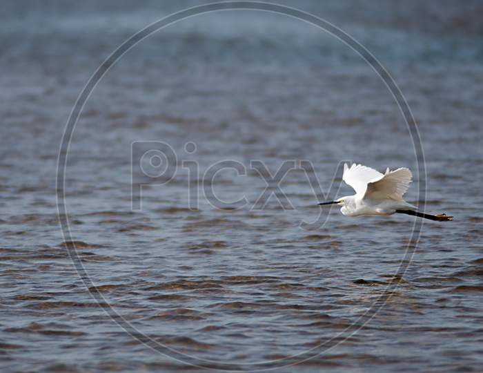 Egret Flying Above The Sea In Search Of Food