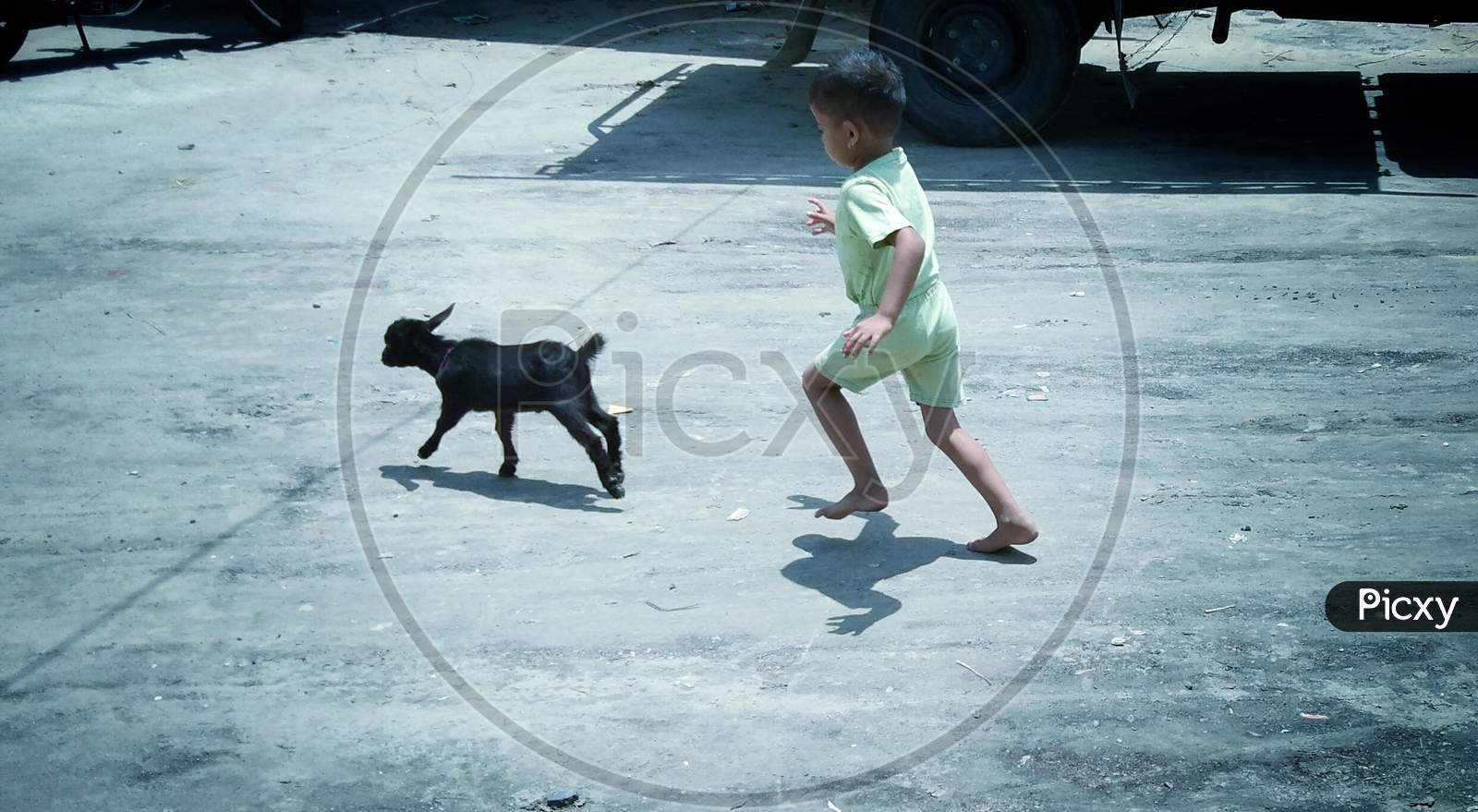 Little boy running after a black baby goat,  kid and baby goat playing