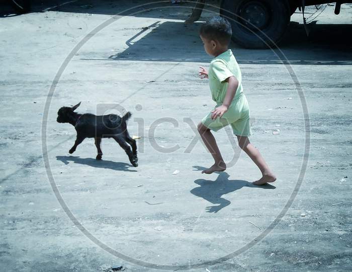 Little boy running after a black baby goat,  kid and baby goat playing