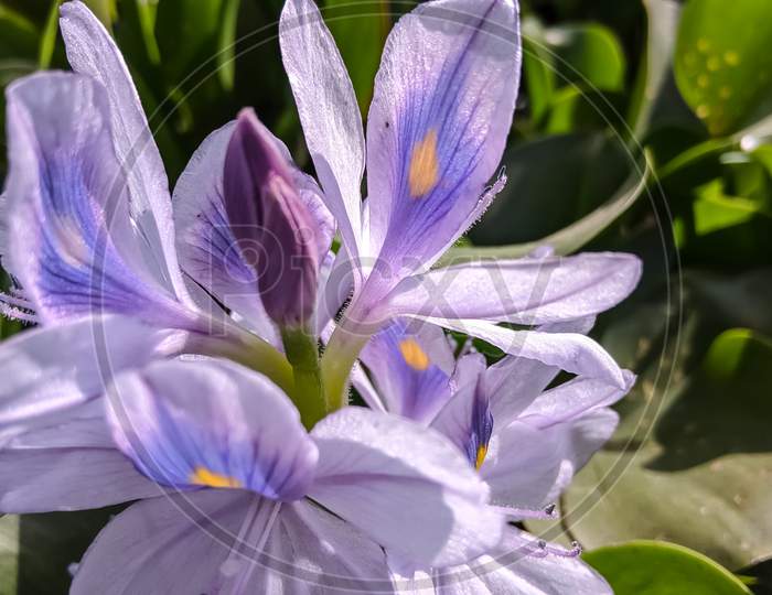 Common water hyacinth flower