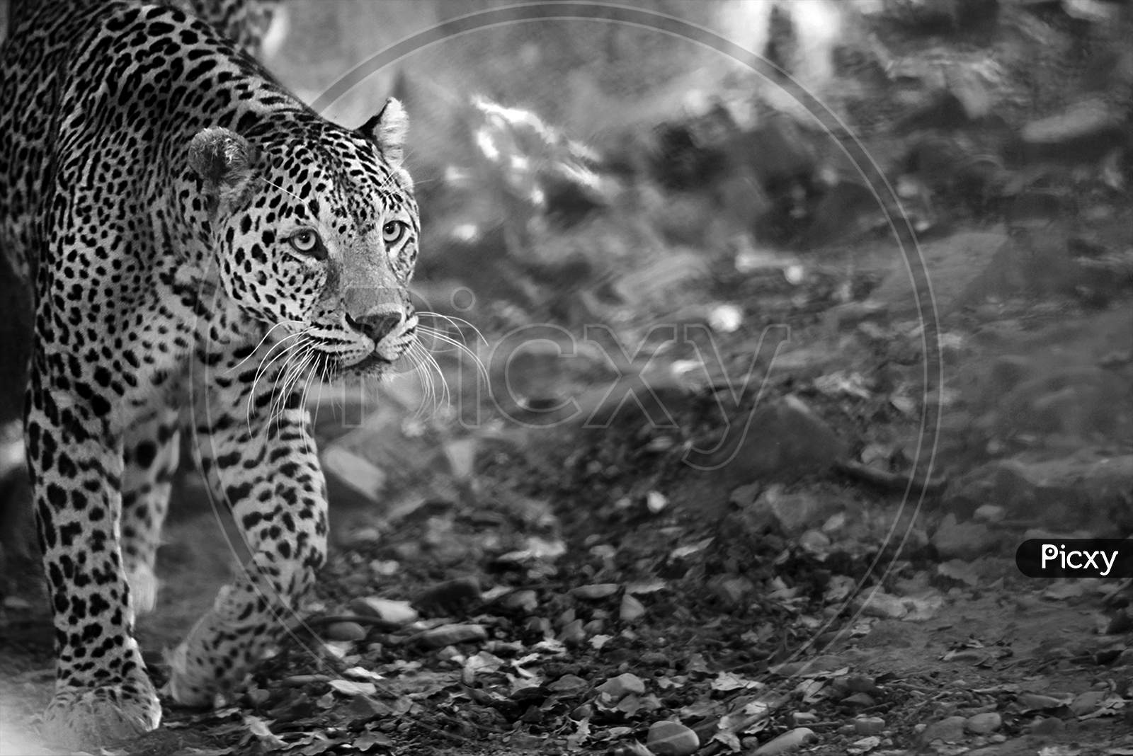 Leopard Taking Stroll In Monochrome , Soft Focus