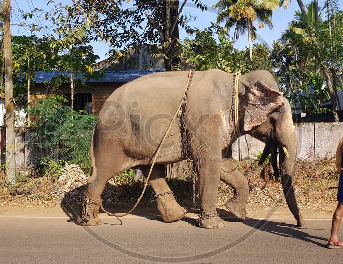 Two men walking with a domesticated Asian elephant on the road