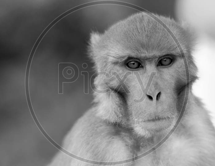 Portrait Of A Monkey, Processed In Monochrome