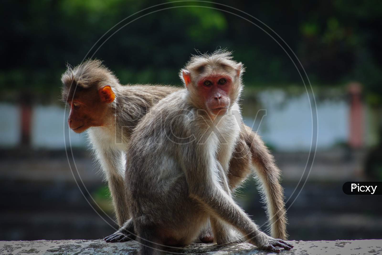 Closeup of two rhesus monkeys sitting on a wall on an overcast day