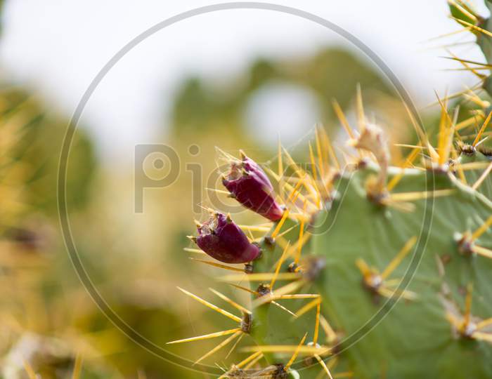cactus plant details with beautiful blossoming flowers