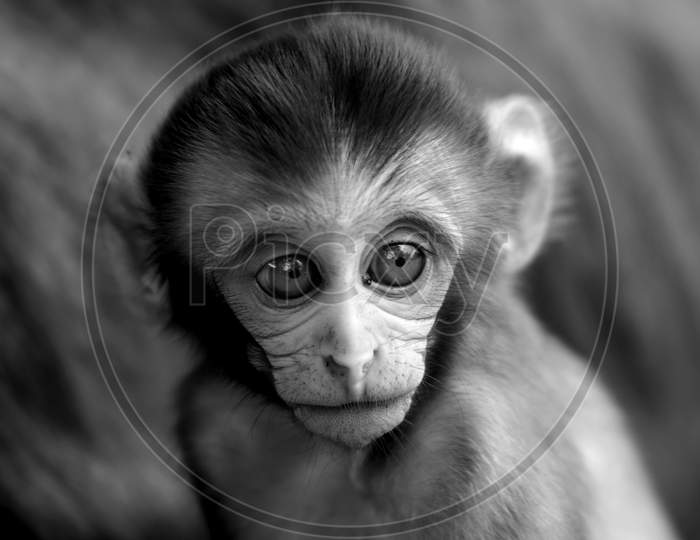 Baby Monkey, Processed In Monochrome