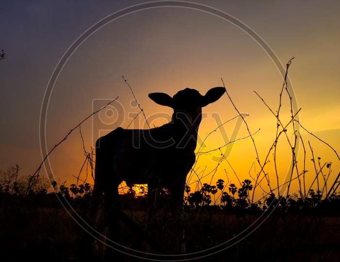 Shadow of cow