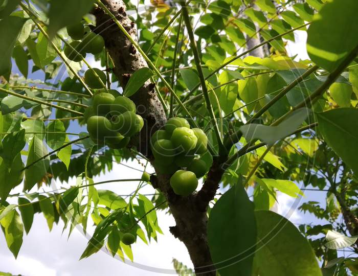 A gooseberry on the tree