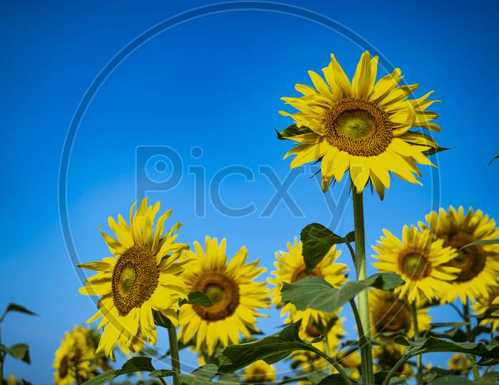sunflowers in a field with sky