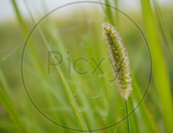 Close up image of blades of grass and seed