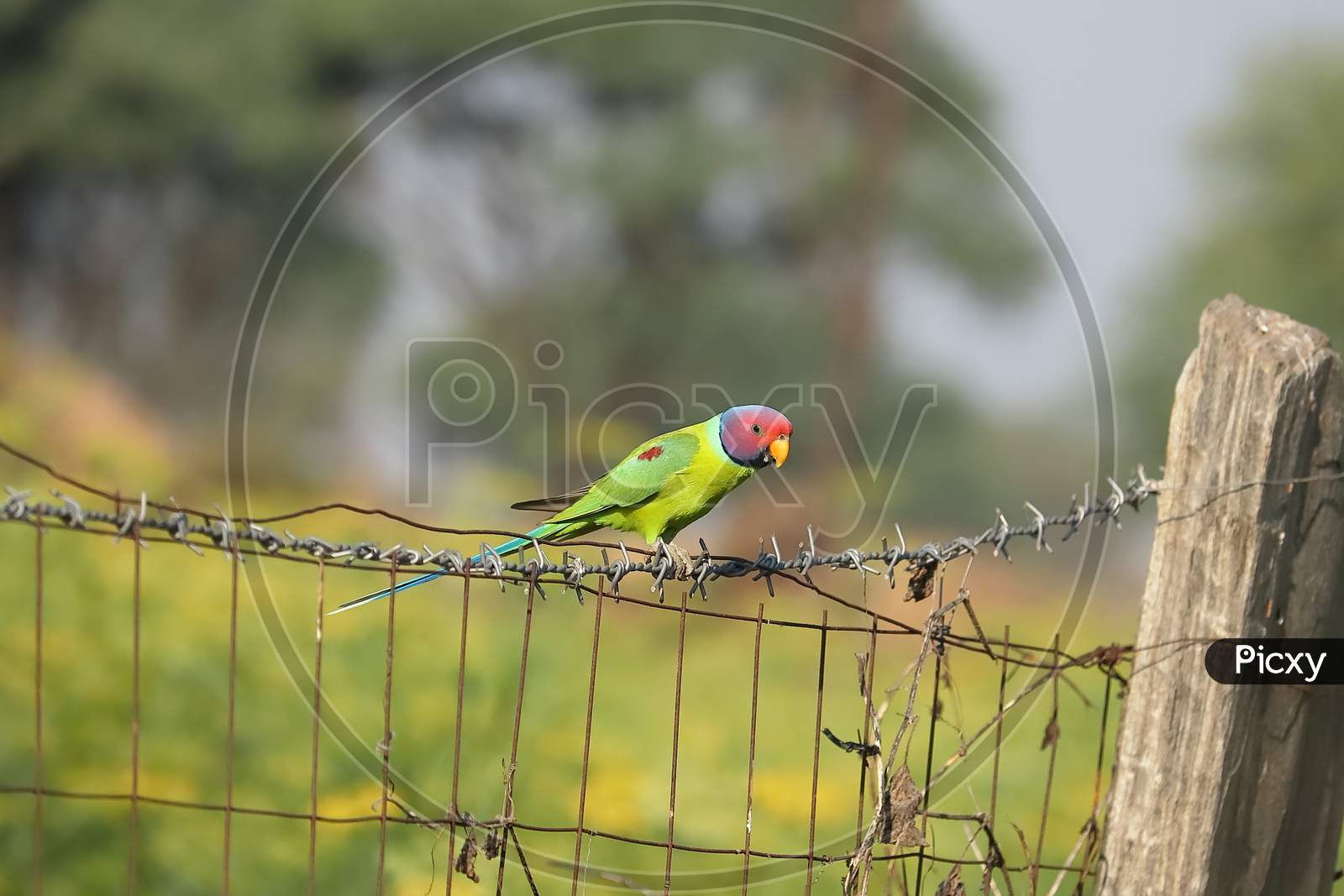 A Red Headed Parrot Sitting On Net
