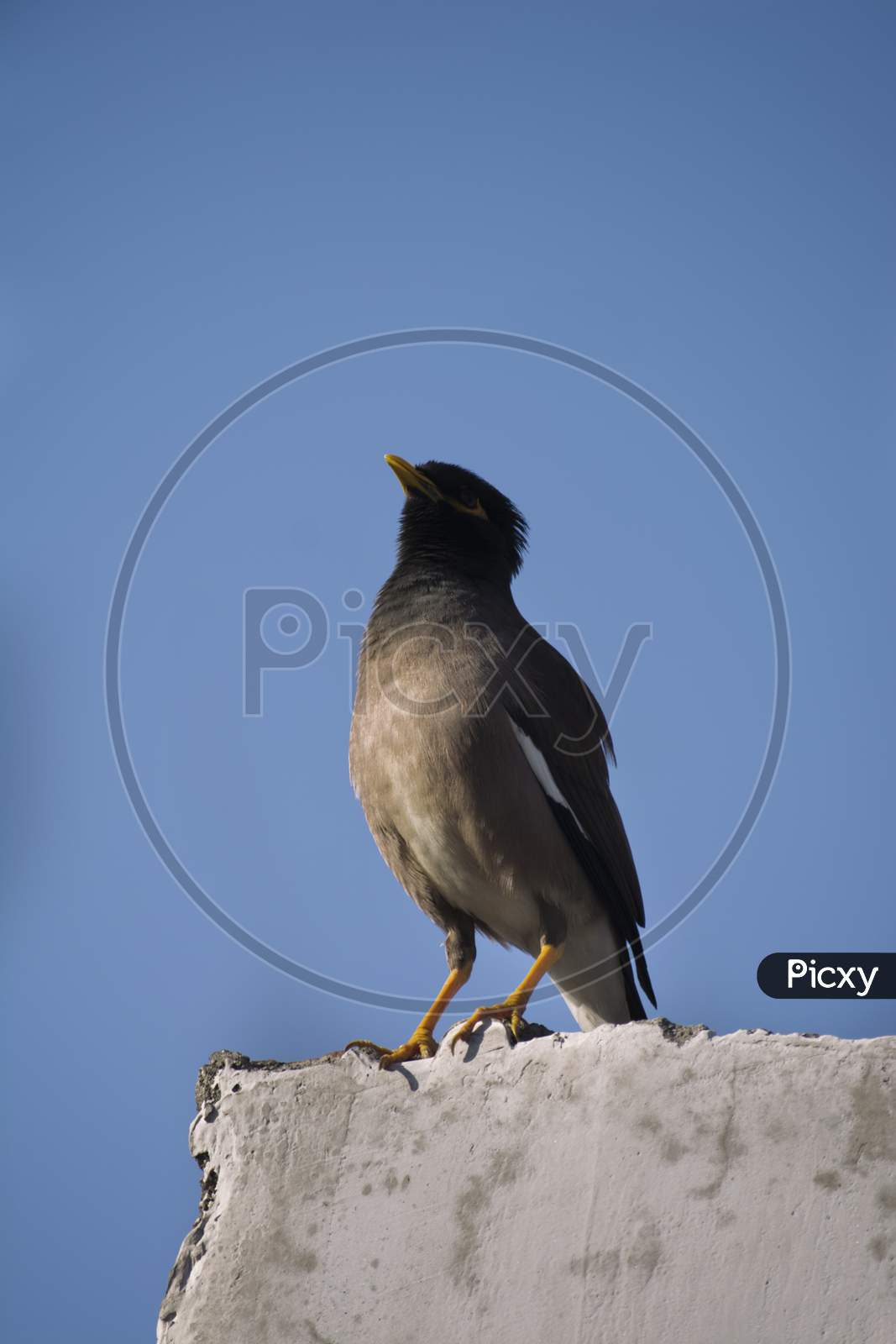 Common Myna (Acridotheres Tristis) Black Singing Indian Bird With Yelllow Eyes And Legs Sitting On Wall Looking At Sky. Low Angle Shot.