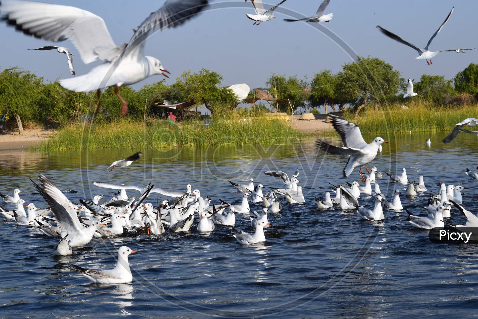 Brown Headed Seagulls Floating And Flying In Nalsarovar Lake In Gujarat India.