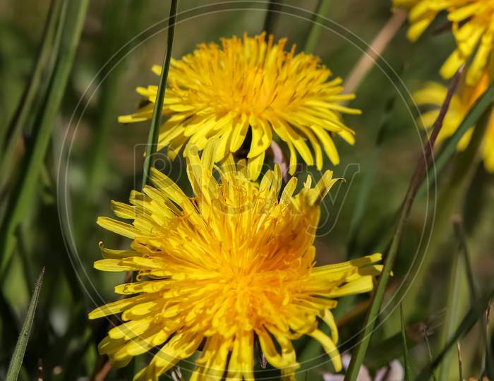 Close up of yellow and grey dandelion blossom on a green meadow in spring