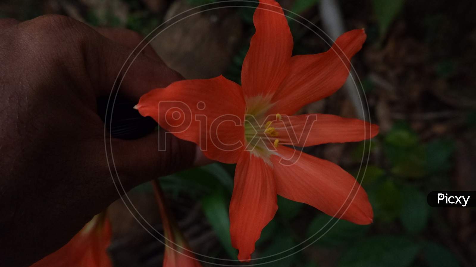 Kerala beautiful Lilly flower