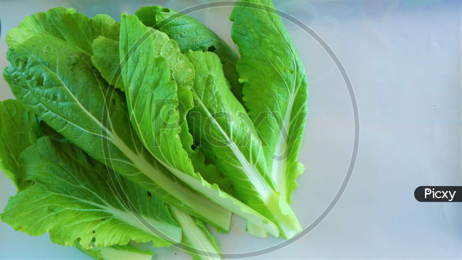 Chinese spinach on white background