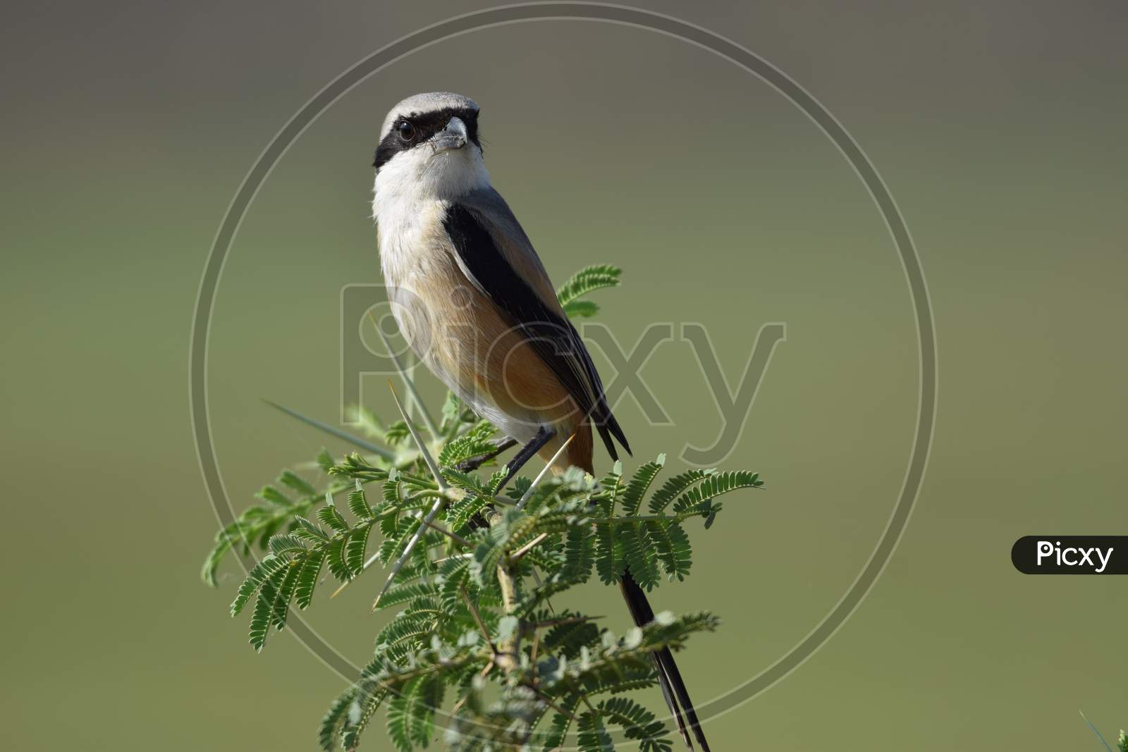 Close Up Full Shot Of Bay Backed Shrike Bird Perching On A Thorn Bush Branch In Morning In India Asia