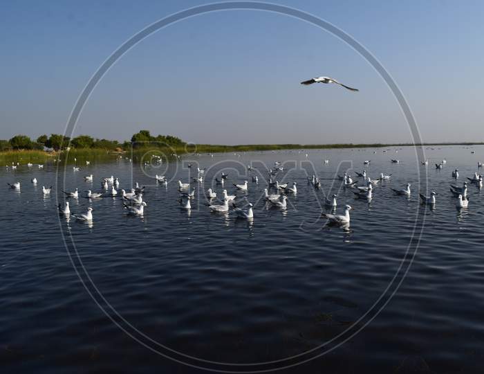 Flock Of Brown-Headed Seagulls Floating In Indiaa'S Nalsarovar Lak While One Bird Flying In Clear Blue Sky.