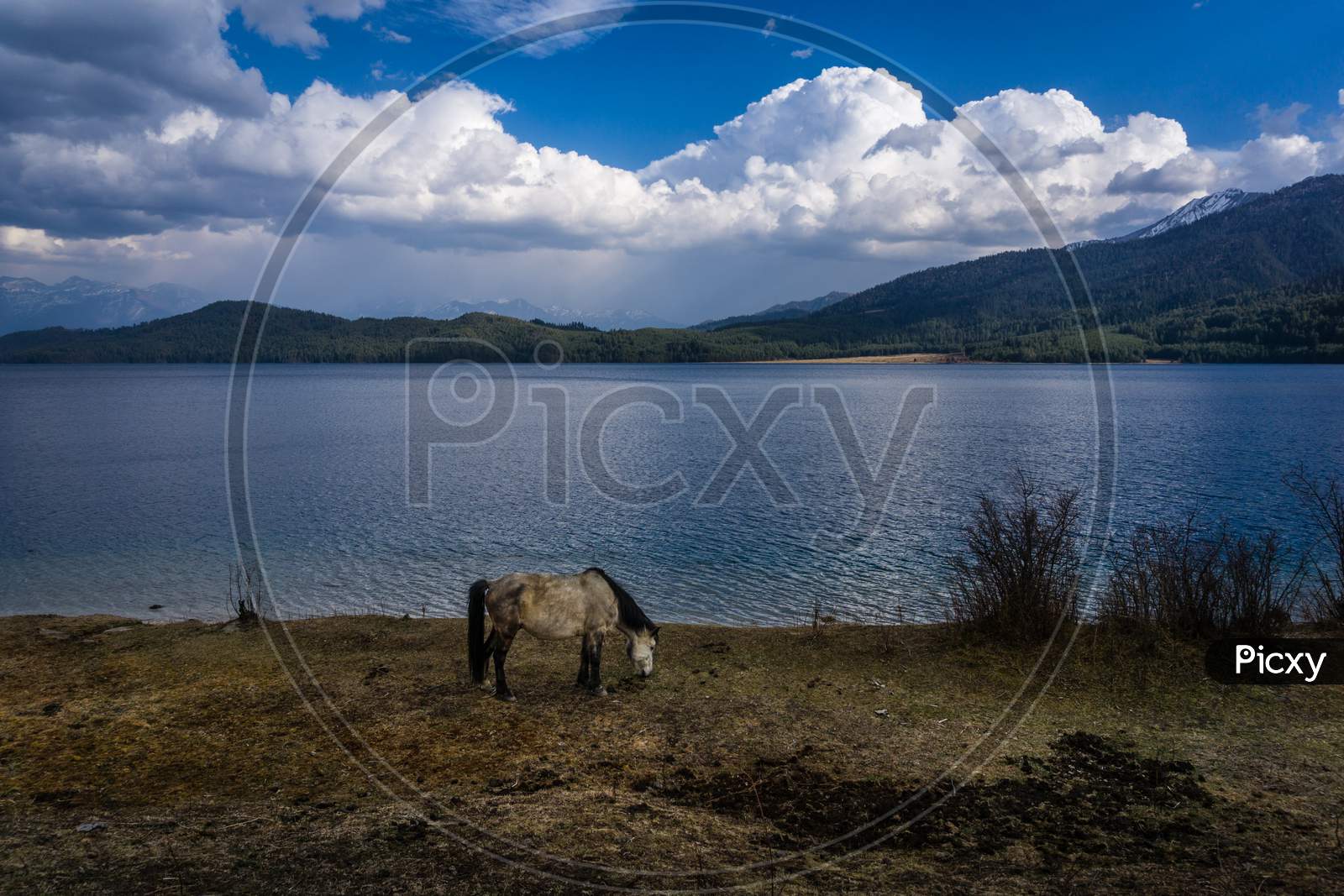 A horse and a lake