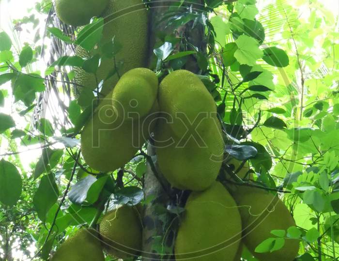 Jack fruit tree with lot of Jack fruits