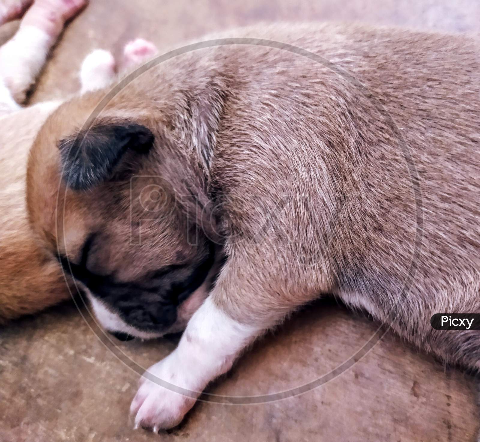 Closeup of sleeping brown and white colour puppy