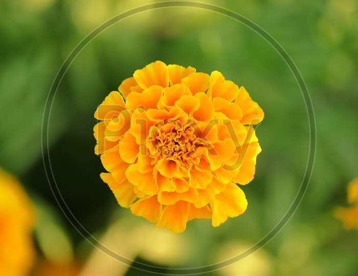 Marigold Flower Head