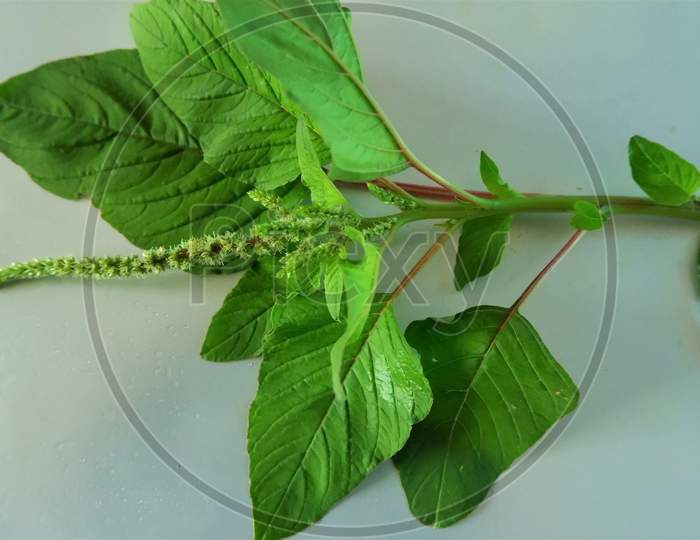 kerala green beautiful Spinach in white background