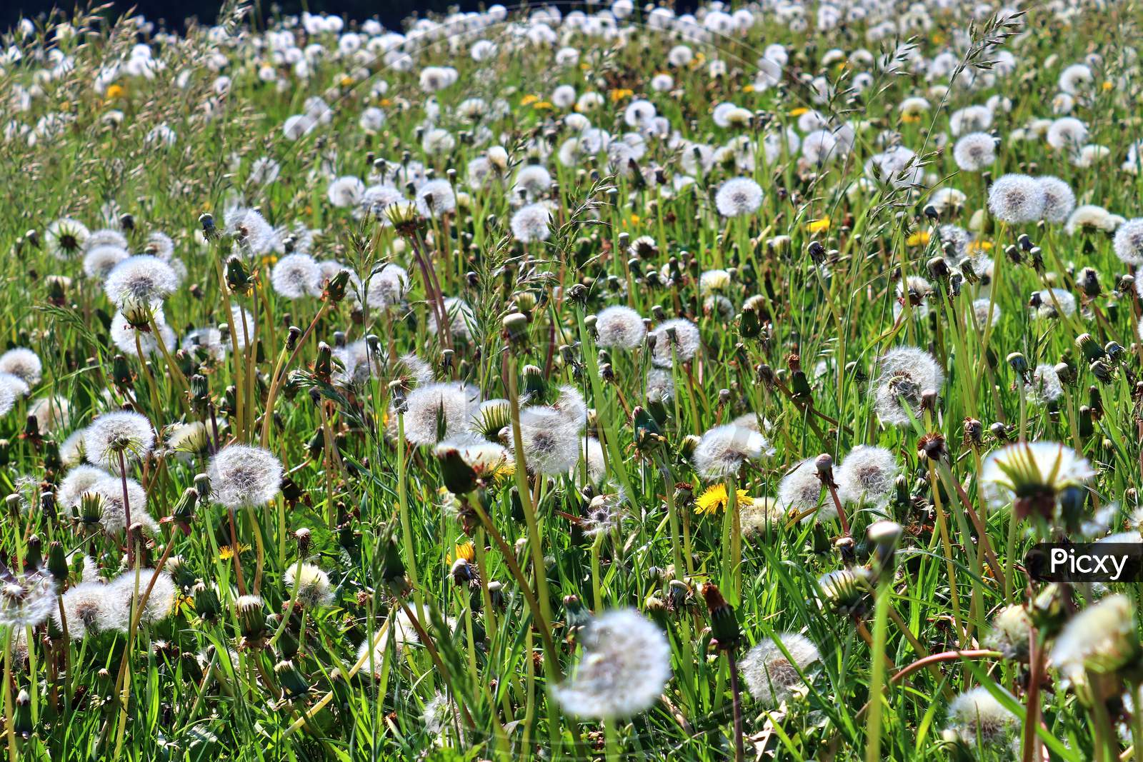 Green meadow with lots of dandelion blowballs