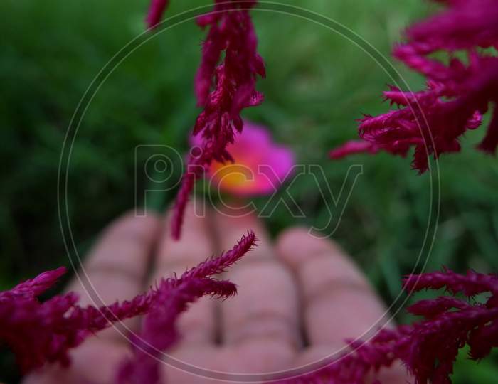 hand and beautiful flower in close up images