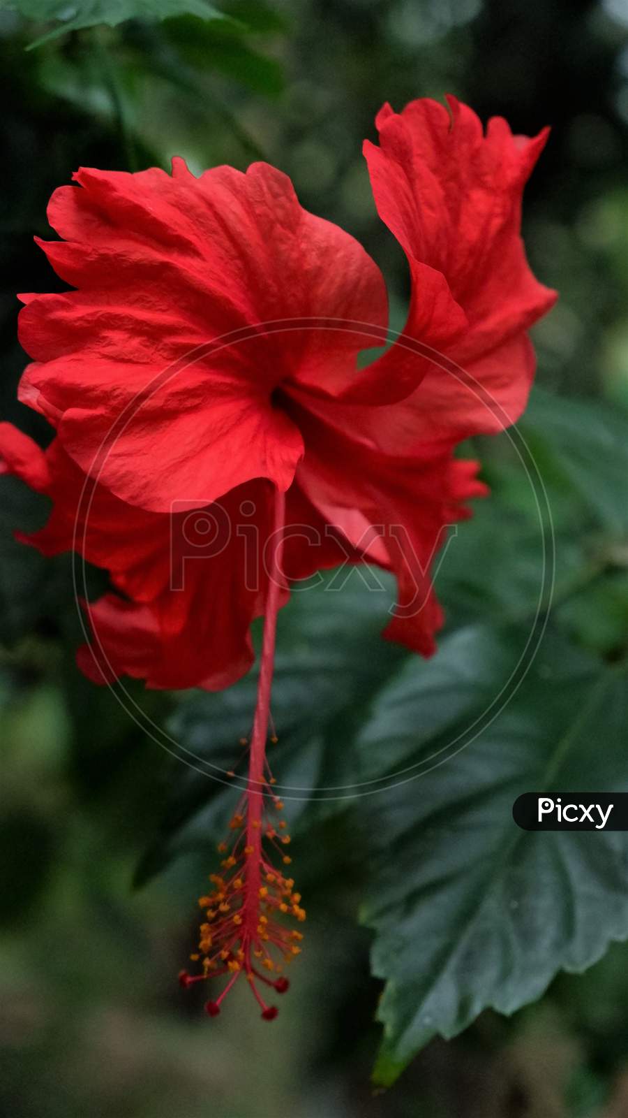 kerala beautiful red hibiscus flower