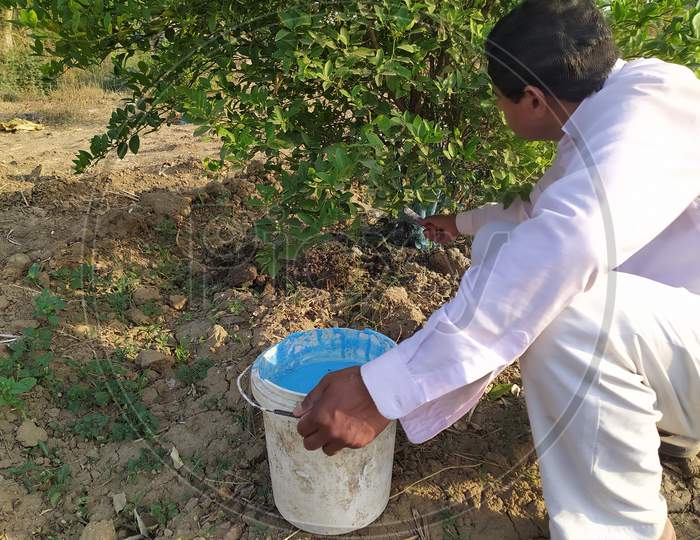 A farmer applying solution of copper sulfate or Neela thotha on the lemon trees for the protection from fungus and for the soil enrichment