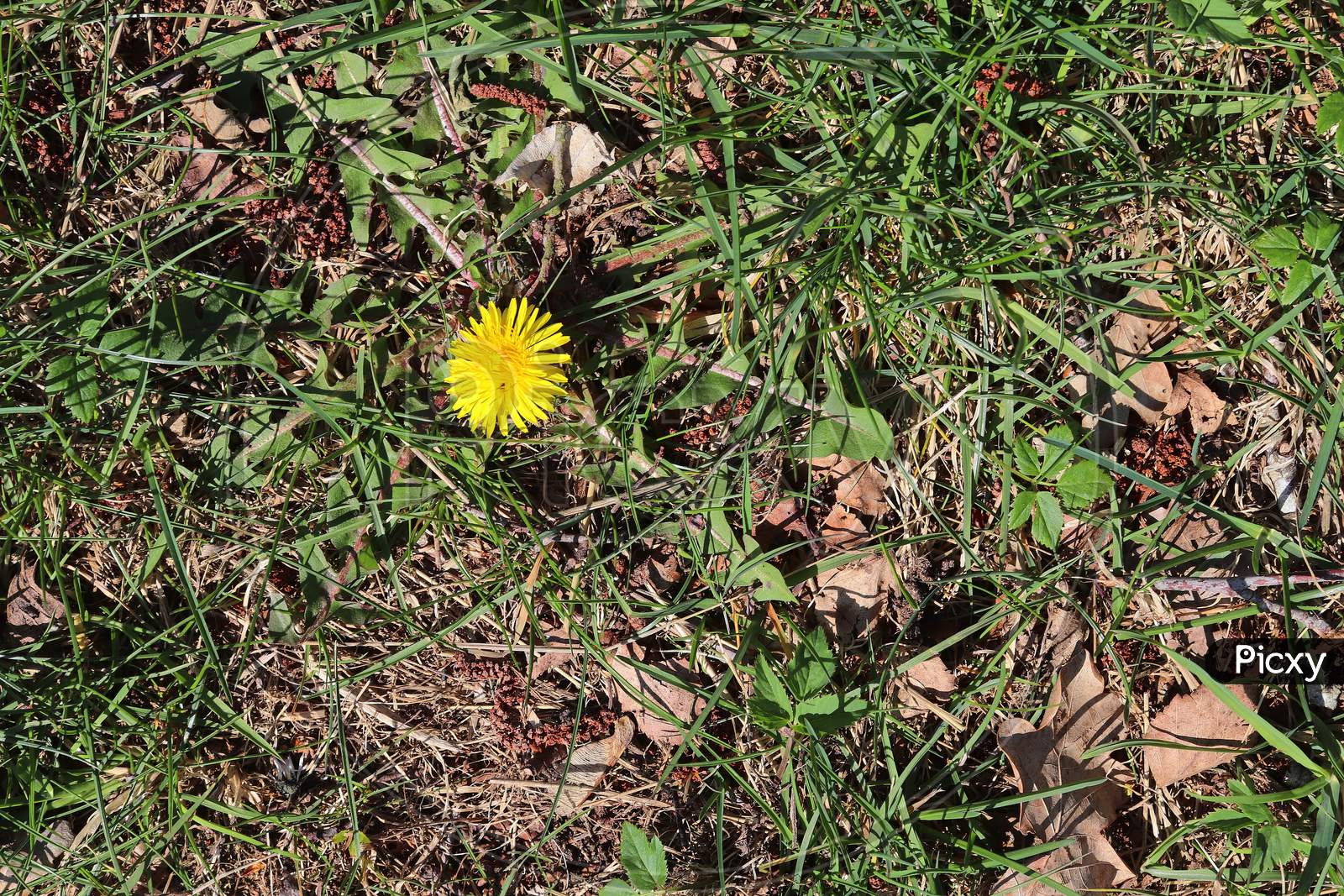 Close up of yellow and grey dandelion blossom on a green meadow in spring