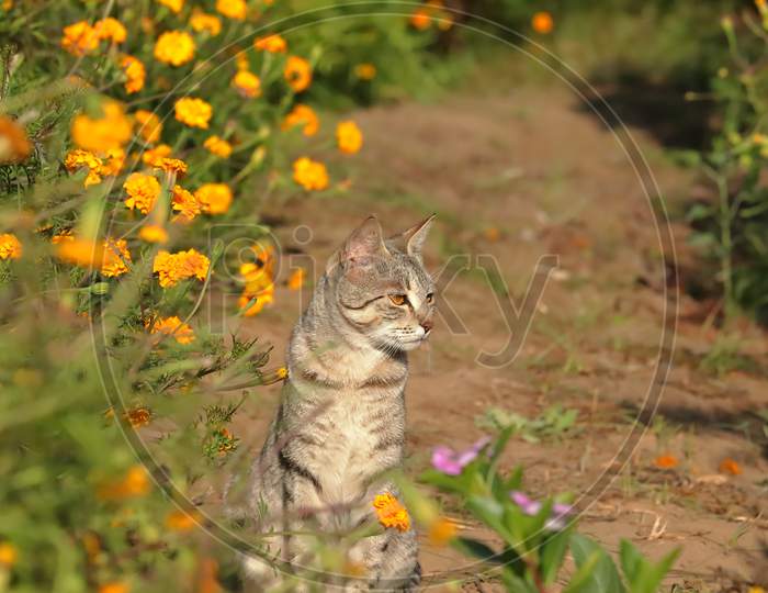 garden cat sitting among the marigold flowers