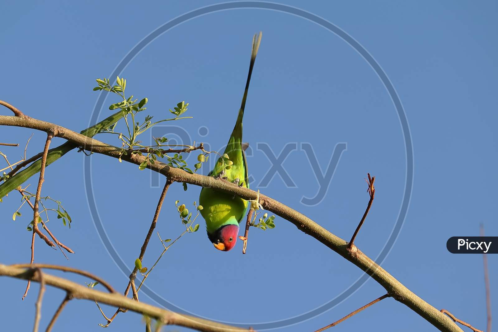 a red headed parrot hanging on branch