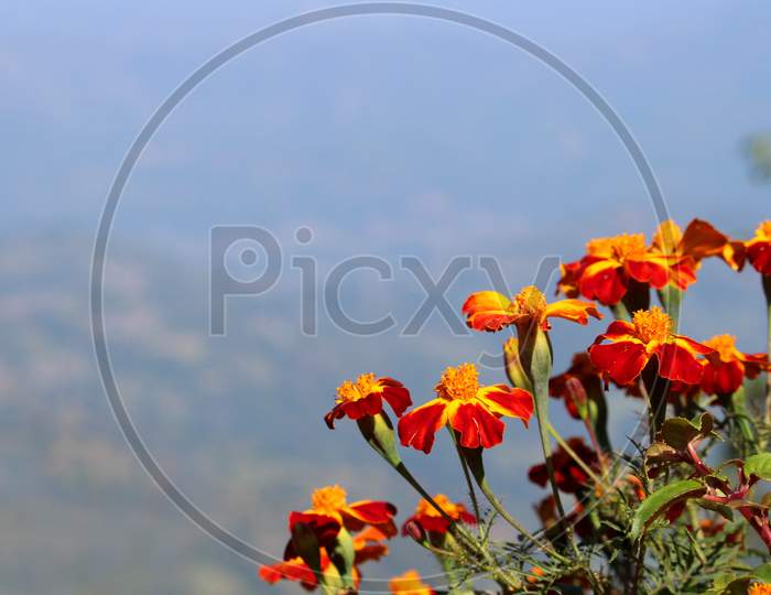 Beautiful Flowers Against the sky,Orange and Yellow Flowers Against the Blue Sky.