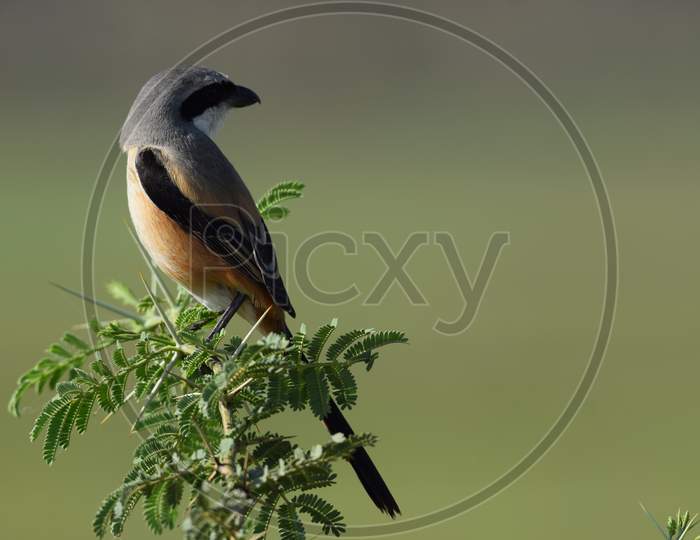 Bay Backed Grey Long Tailed Shrike Indian Bird Looking Side Ways Perching On A Bushy Thorny Tree In Morning In A Farm