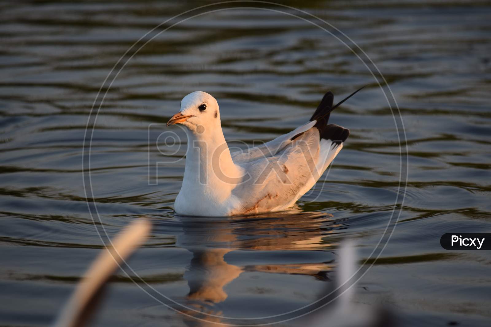 Close Shot Of An Isolated Bird The Migratory Brown-Headed Female Seagull Floating In Nalsarovar Lake Trourist Place