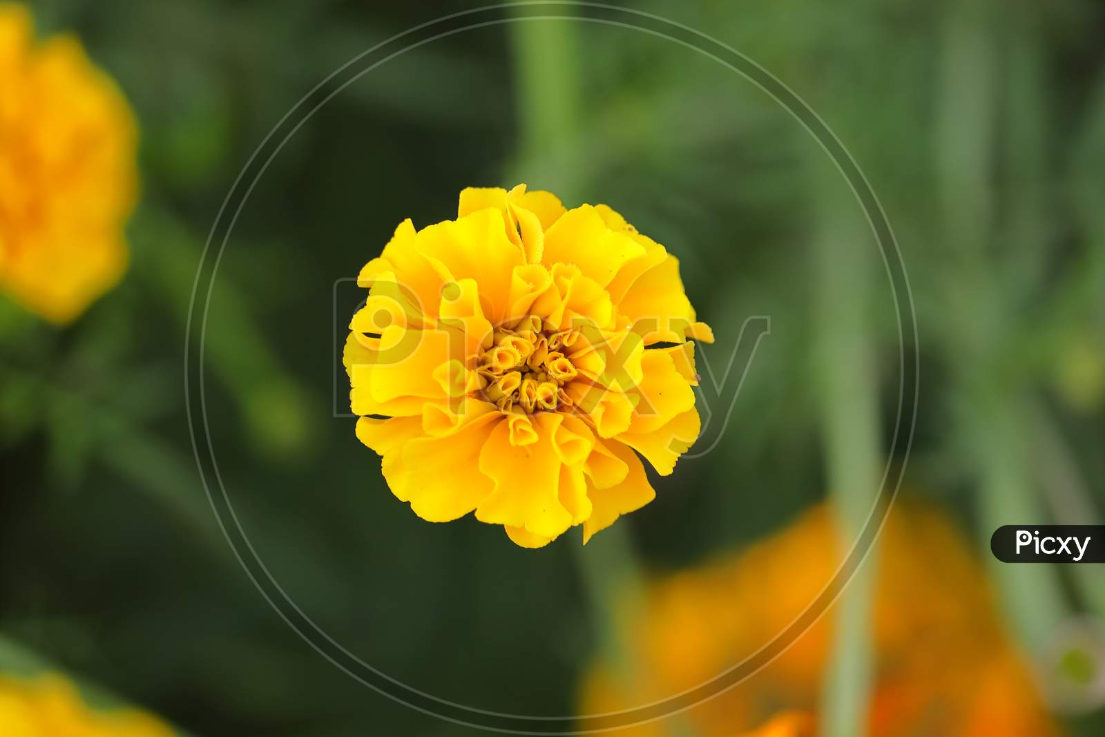 garden marigold flower head
