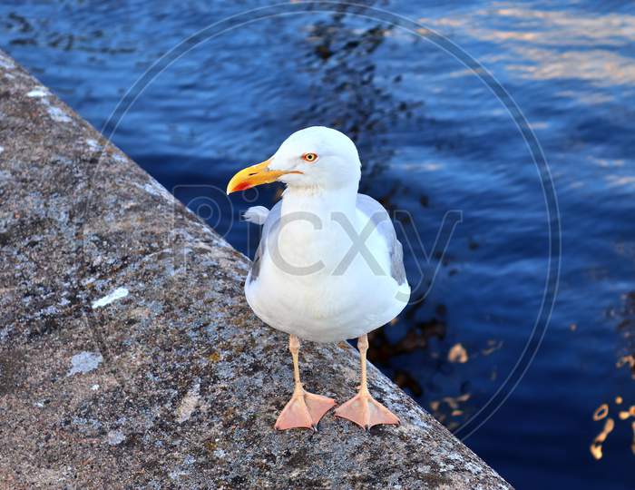 Hungry sea gull at a quay wall in a harbour