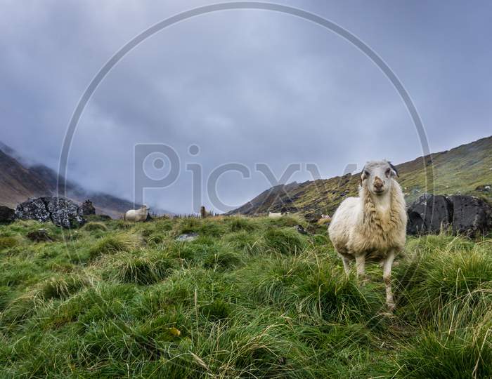 Sheep grazing in the mountains