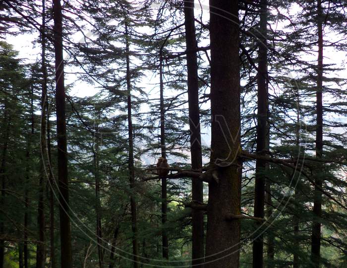Monkeys on a tree in Shimla
